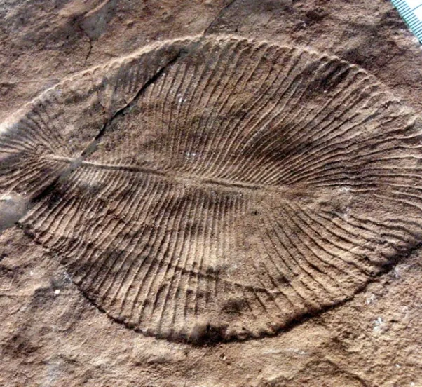 Dickinsonia