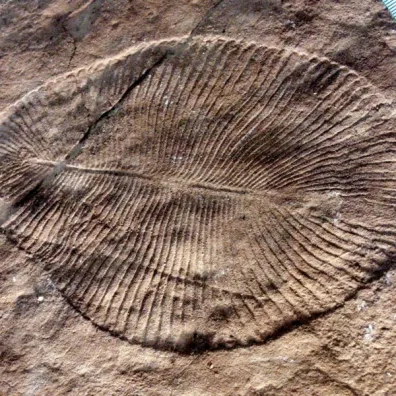 Dickinsonia