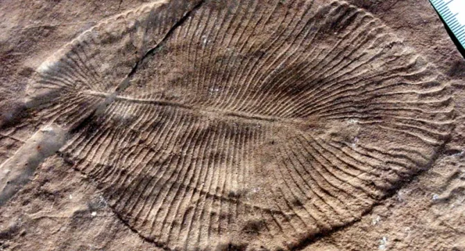 Dickinsonia