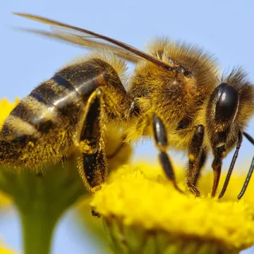 bij